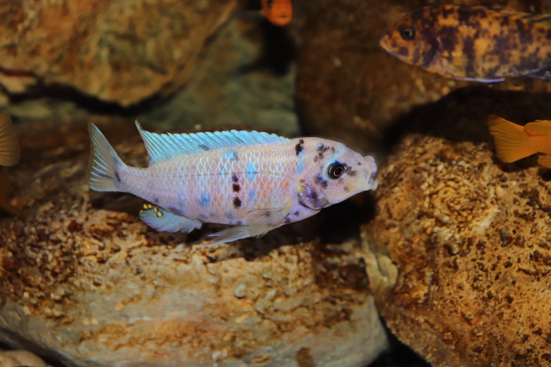 Maylandia zebra 'Likoma Island'